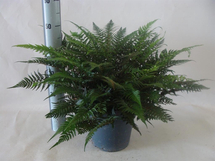 <h4>Asplenium   ...</h4>