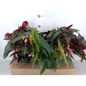 Begonia maculata