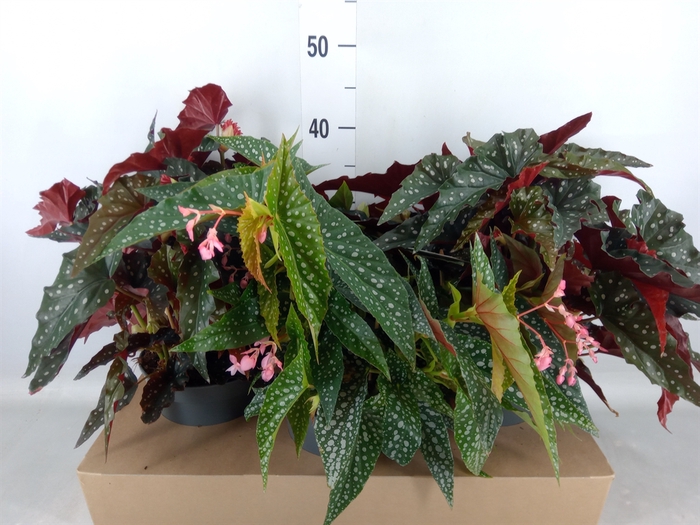<h4>Begonia maculata</h4>