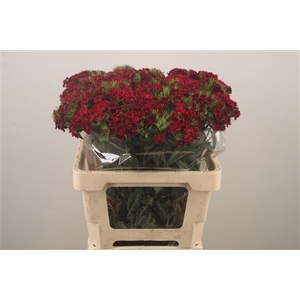 Di Barb Breanthus Jolly