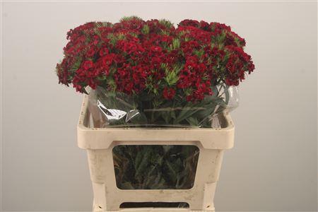 <h4>Di Barb Breanthus Jolly</h4>