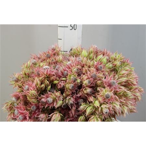 Blushing Bride Pink 6-9 Flower