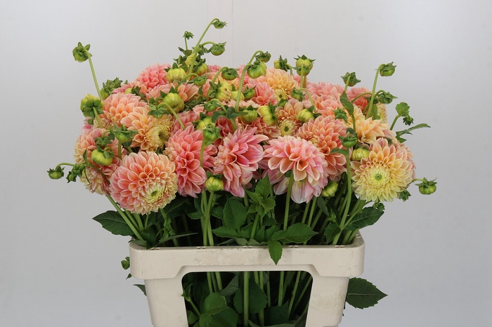 <h4>Dahlia Sweet Suzanne</h4>