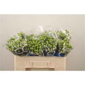 Hyp Coco Bamboo Green