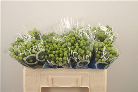 <h4>Hyp Coco Bamboo Green</h4>