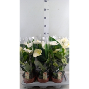 Anthurium andr. 'Alpine'