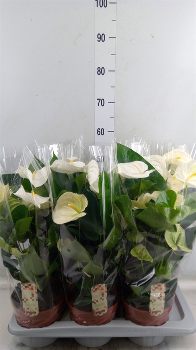 <h4>Anthurium andr. 'Alpine'</h4>