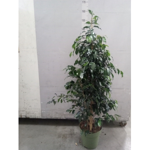 Ficus benja. 'Midnight Lady'