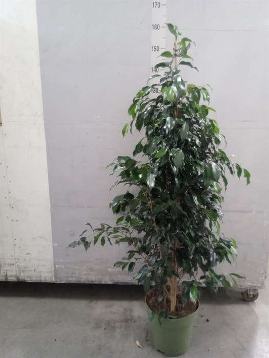 <h4>Ficus benja. 'Midnight Lady'</h4>