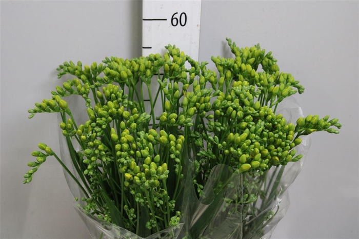 <h4>Fr Du Soleil</h4>