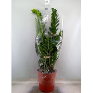 Zamioculcas zamiifolia