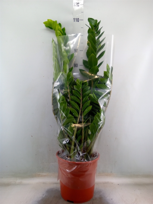 <h4>Zamioculcas zamiifolia</h4>