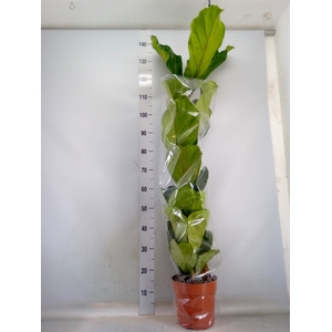 Ficus lyrata