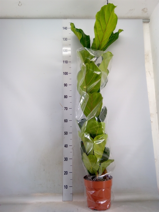 <h4>Ficus lyrata</h4>