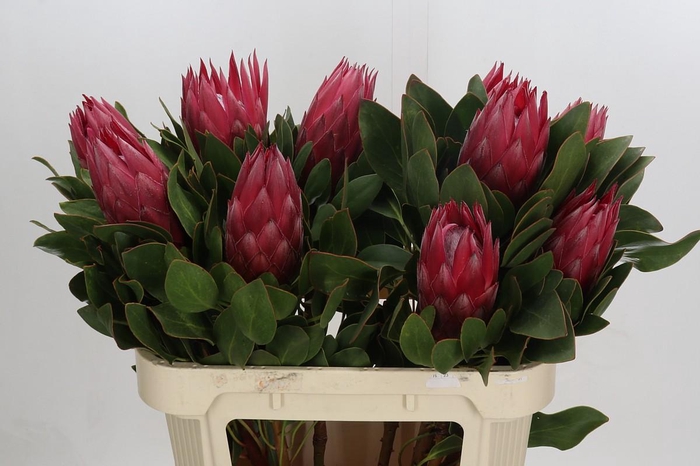 <h4>Protea Cynaroides Madiba</h4>