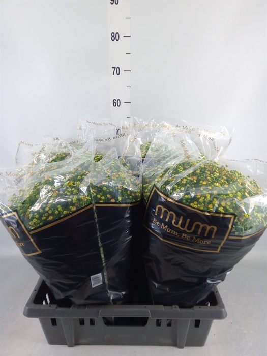 <h4>Chrysanthemum   ..</h4>
