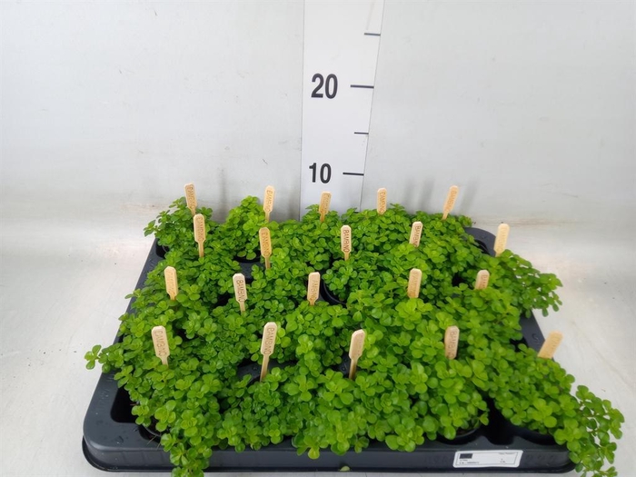 <h4>Pilea depressa</h4>