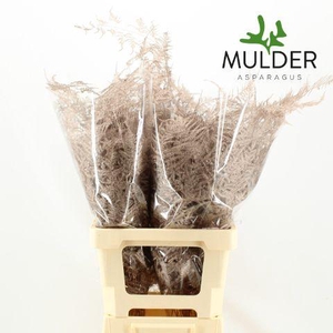 Asp Extra Klb Champagne