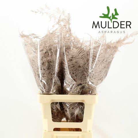 <h4>Asp Extra Klb Champagne</h4>