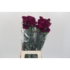 Dianthus St Purple Damascus
