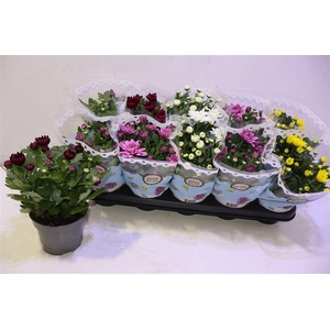 arr8 Chrys Gevuldbl Gem