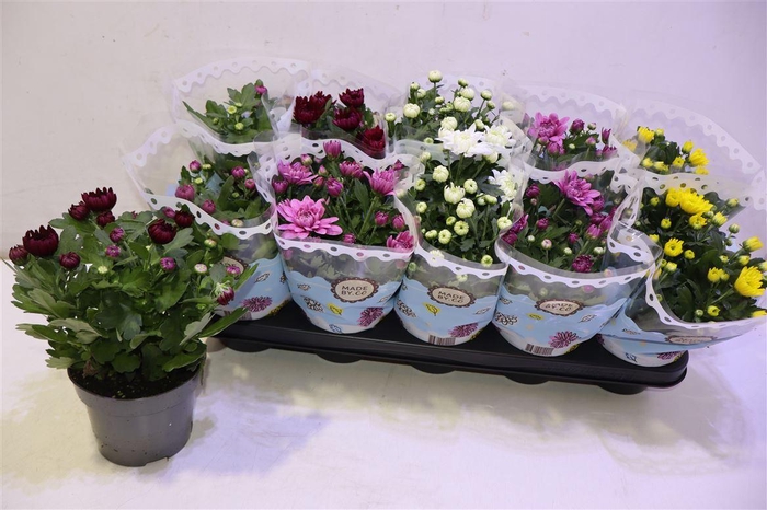 <h4>arr8 Chrys Gevuldbl Gem</h4>