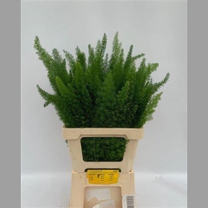 Asp Dens Myers 60 Cm