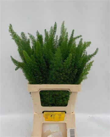 <h4>Asp Dens Myers 60 Cm</h4>