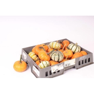 Cucurbita