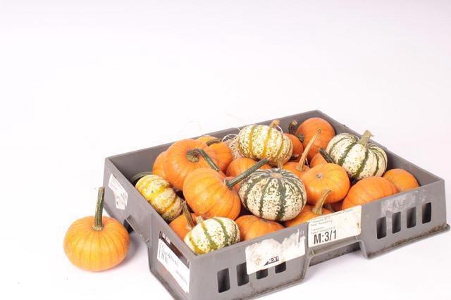 <h4>Cucurbita</h4>