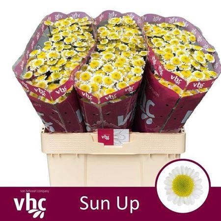 <h4>Chr S Sun Up</h4>