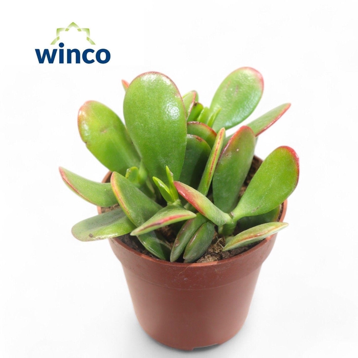 <h4>CRASS SUNSET</h4>