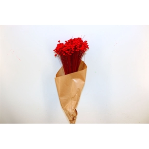 Dried Glixia Red Bunch