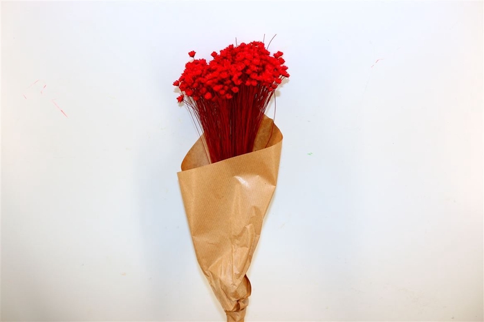 Dried Glixia Red Bunch