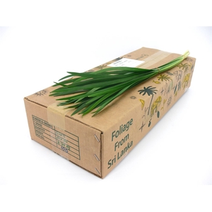 T-grass Groen 50cm