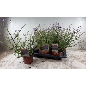 VERBE BONARIENSIS
