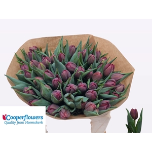 TU DU ALISON BRADLEY