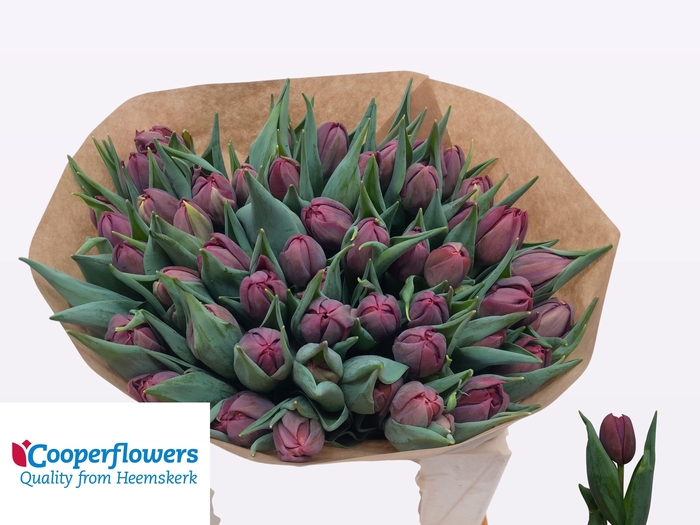 <h4>TU DU ALISON BRADLEY</h4>