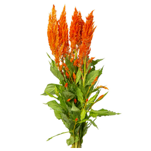 CELOSIA PLUMOSA 060 CM LARANJA