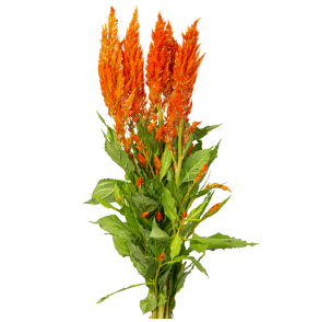 <h4>CELOSIA PLUMOSA 060 CM LARANJA</h4>