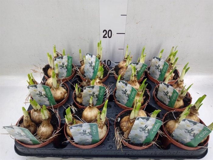 <h4>Narcissus   ...</h4>