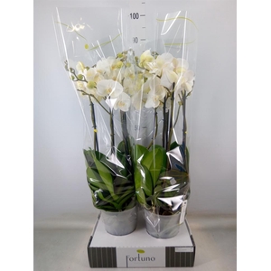 Phalaenopsis   ...white