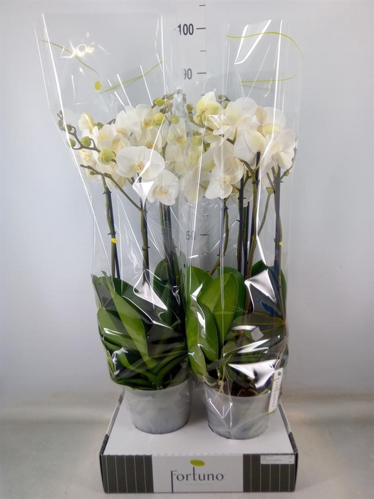 <h4>Phalaenopsis   ...white</h4>