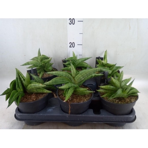 Sansevieria cyl. 'Inti I'