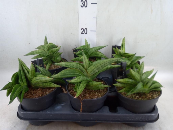 <h4>Sansevieria cyl. 'Inti I'</h4>