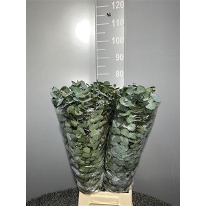 Euca Cinerea 400 Gr France