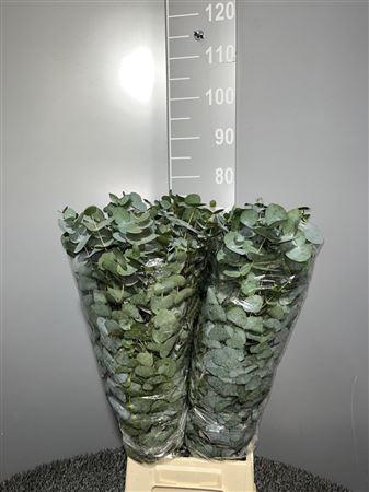 <h4>Euca Cinerea 300gr France</h4>