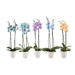 Hugo White Phal I Am Special Mix 2T14+