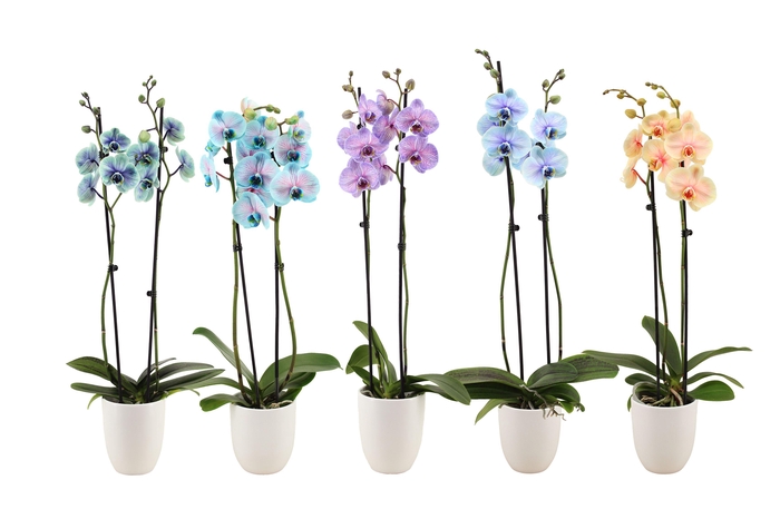 <h4>Hugo White Phal I Am Special Mix 2T14+</h4>