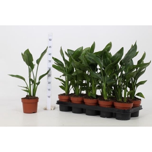 STRELITZIA REGINAE